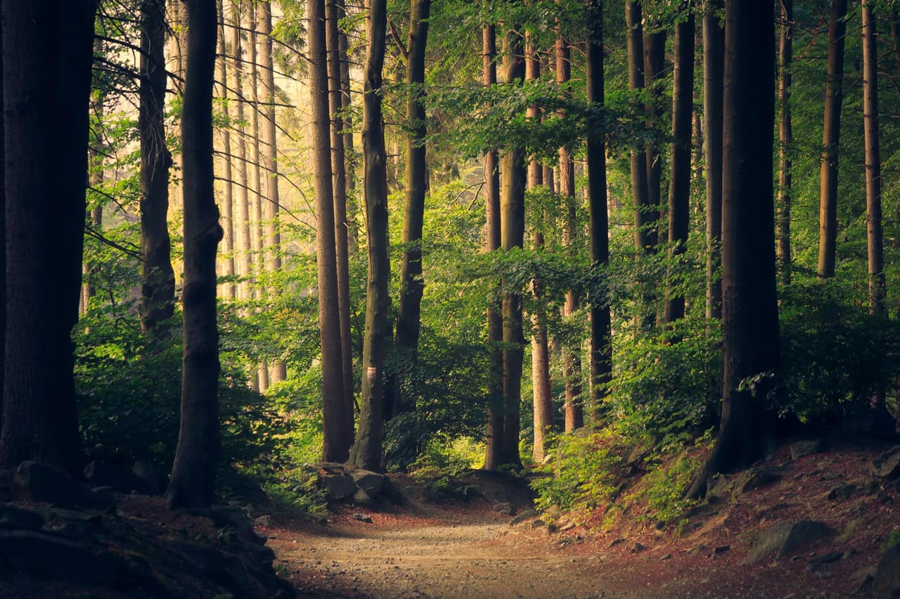 Bos in de Ardennen