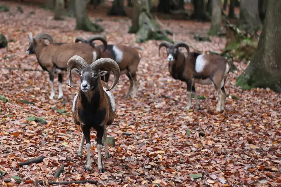 Wildpark van La Roche